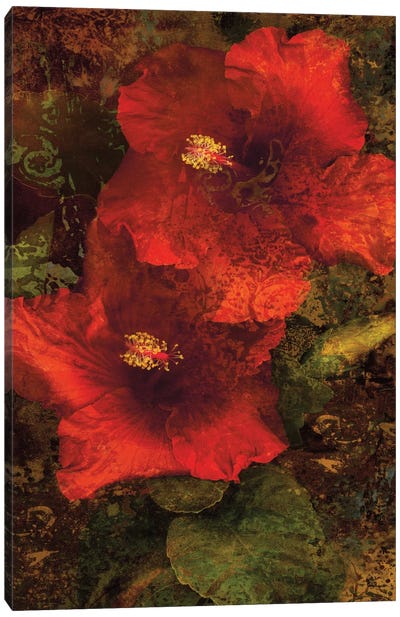 Hibiscus II Canvas Art Print - John Seba