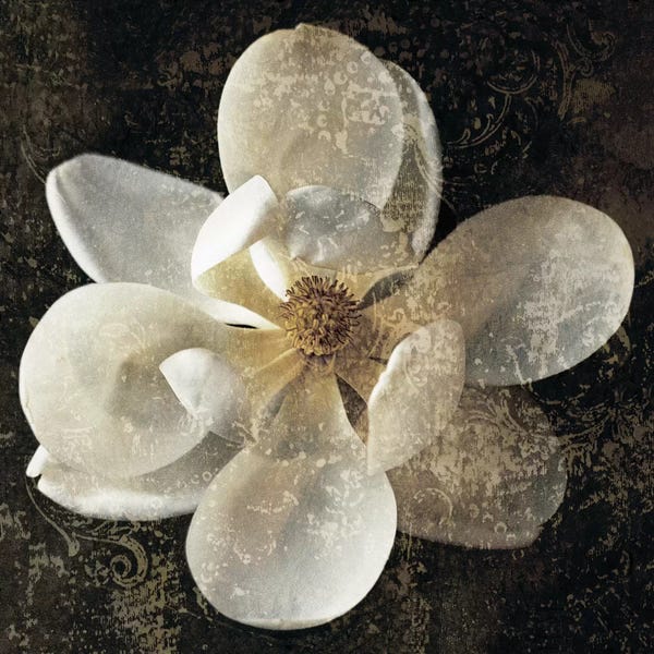 John Seba: Magnolia I by John Seba