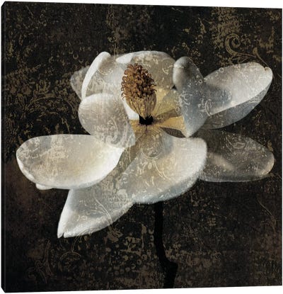 Magnolia II Canvas Art Print - Black & Dark Art