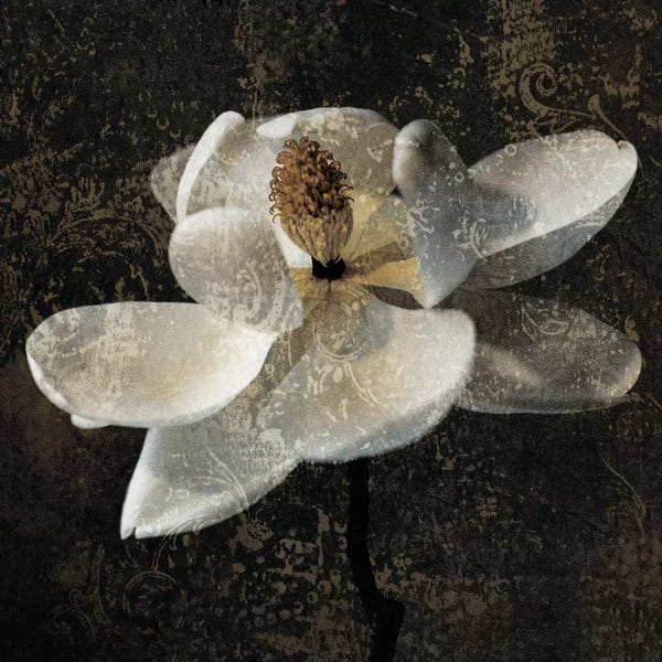 John Seba: Magnolia II by John Seba