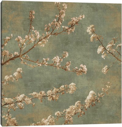 Morning Blossom II Canvas Art Print - John Seba