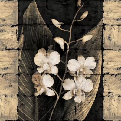 Orchids In Bloom I by John Seba canvas print