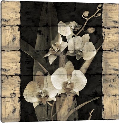 Orchids In Bloom II Canvas Art Print - John Seba