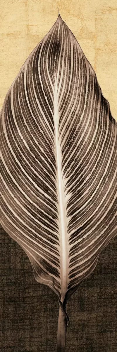 Palm Leaf I by John Seba canvas print