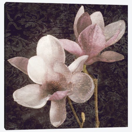 Pink Magnolias I Canvas Print #JOH80} by John Seba Canvas Wall Art