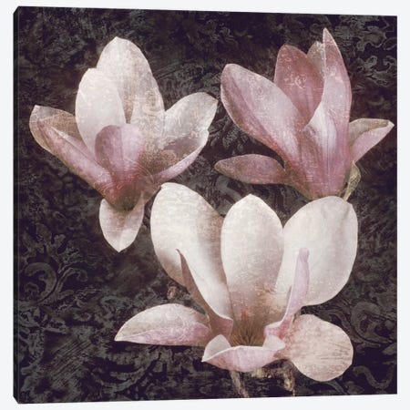Pink Magnolias II Canvas Print #JOH81} by John Seba Canvas Art