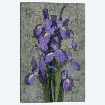 Purple Iris Canvas Print #JOH88} by John Seba Canvas Wall Art