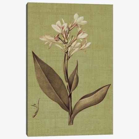 Botanica Verde II Canvas Print #JOH9} by John Seba Canvas Wall Art