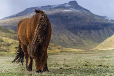 One Horse At The Faroe Islands by Anders Jorulf canvas print