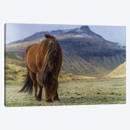 One Horse At The Faroe Islands Canvas Print #JOR100} by Anders Jorulf Canvas Art Print