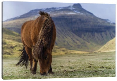 One Horse At The Faroe Islands Canvas Art Print