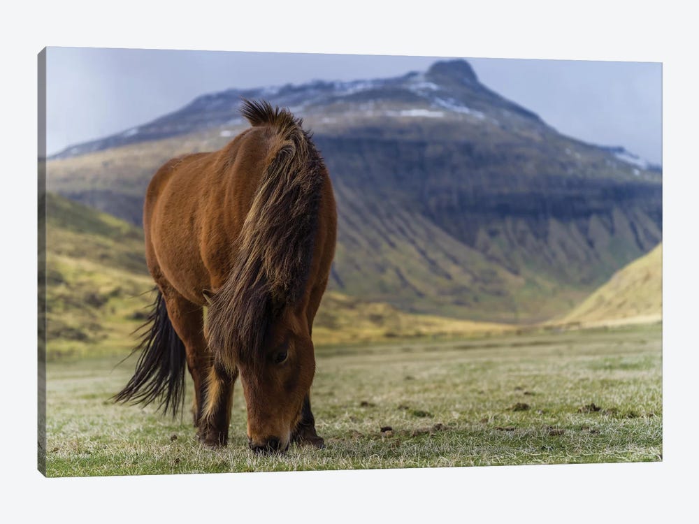 One Horse At The Faroe Islands by Anders Jorulf 1-piece Canvas Print