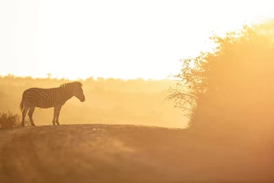 Soon Walking by Anders Jorulf art print