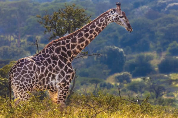 Giraffes: The Giraffe by Anders Jorulf