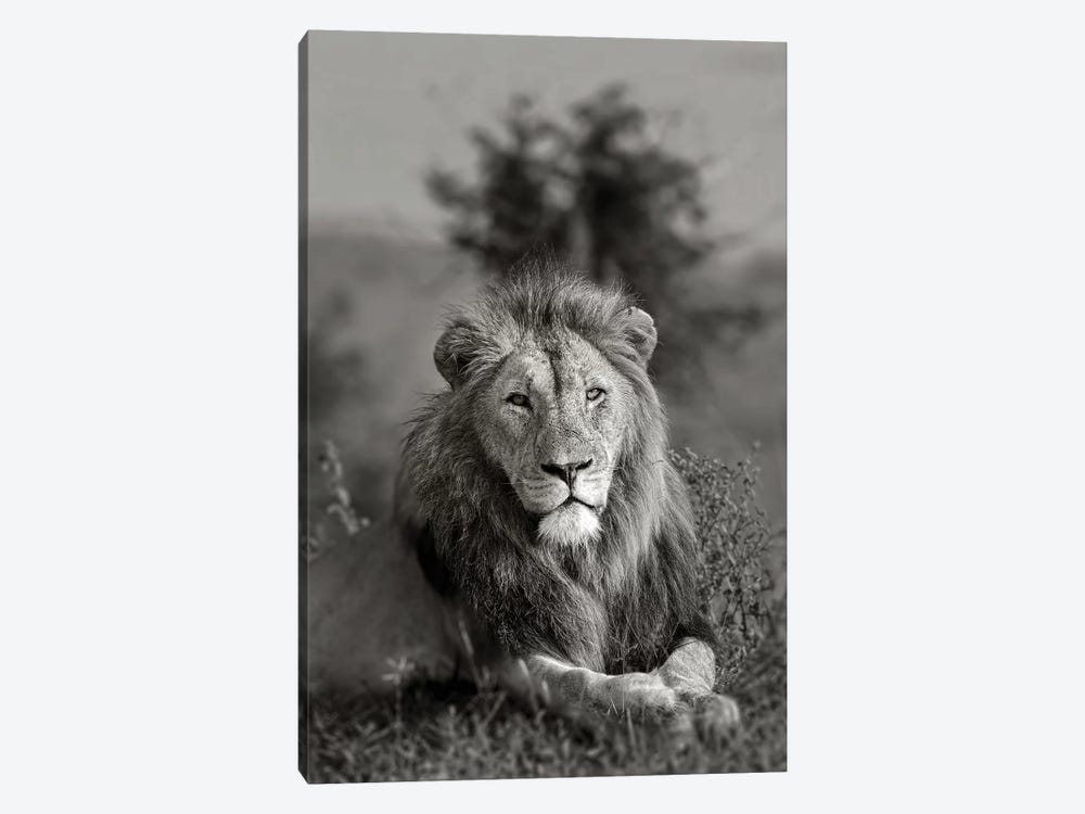 The King by Anders Jorulf 1-piece Canvas Art
