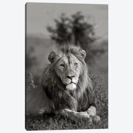 The King Canvas Print #JOR114} by Anders Jorulf Canvas Print