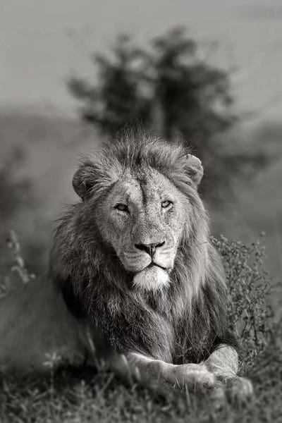 Lions: The King by Anders Jorulf