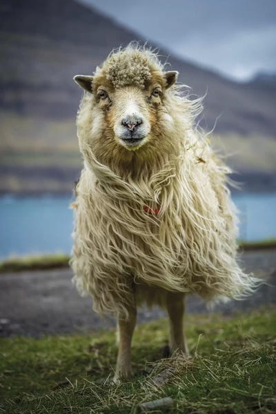 The Sheep by Anders Jorulf multi panel art