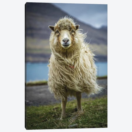 The Sheep Canvas Print #JOR116} by Anders Jorulf Art Print