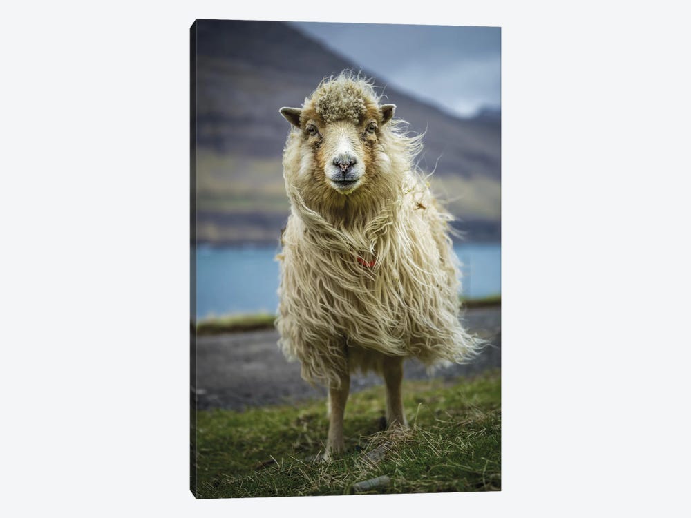 The Sheep by Anders Jorulf 1-piece Canvas Wall Art