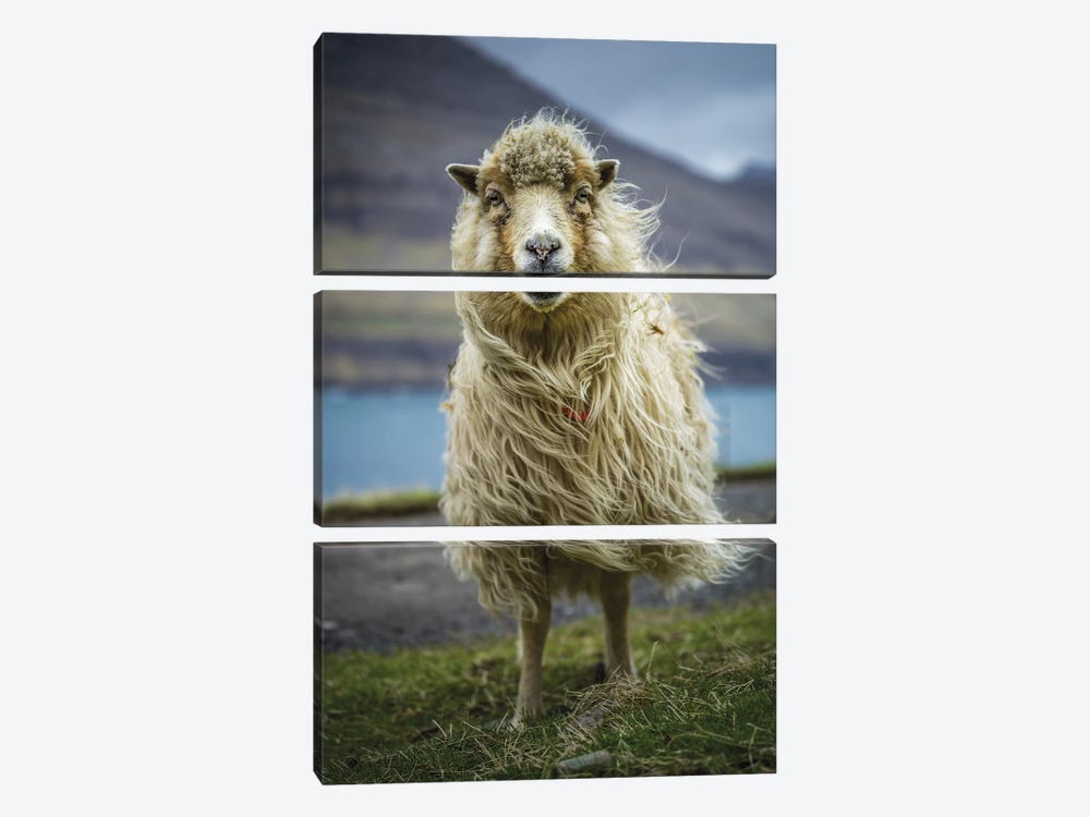 The Sheep by Anders Jorulf 3-piece Canvas Art