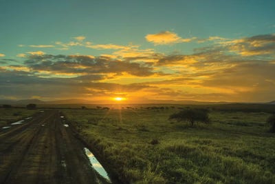 The Wildlife Road by Anders Jorulf framed canvas print