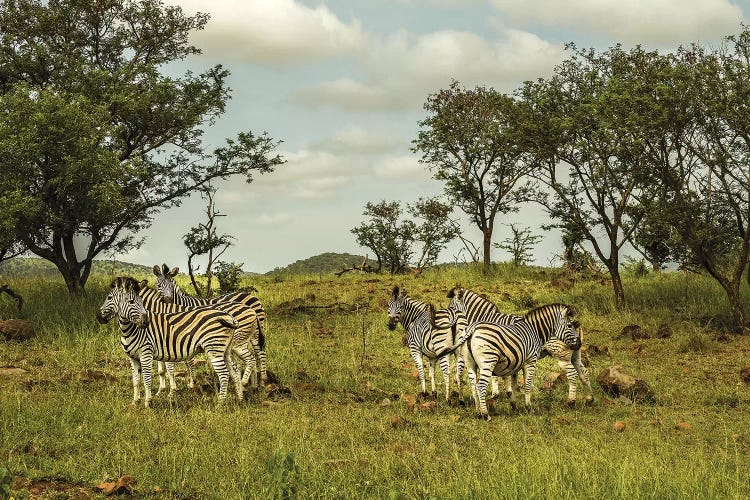 Zebra Family