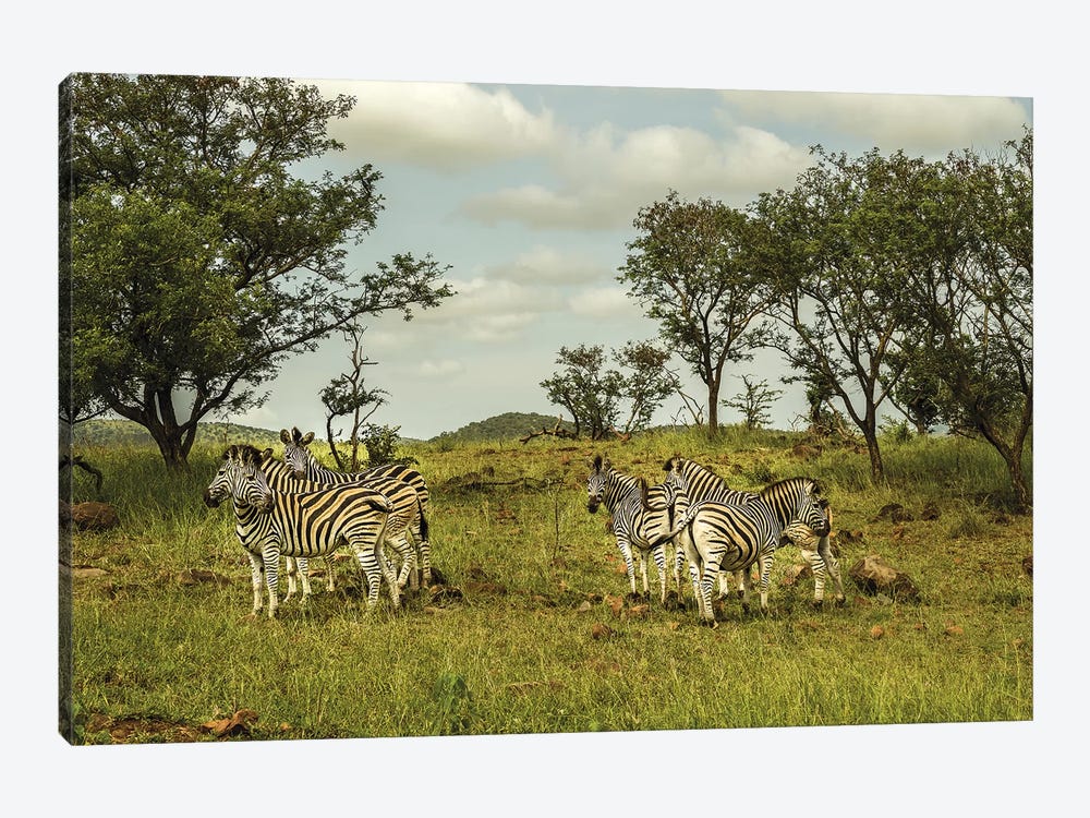 Zebra Family by Anders Jorulf 1-piece Canvas Print