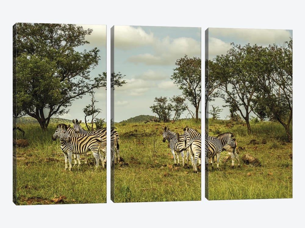 Zebra Family by Anders Jorulf 3-piece Canvas Print