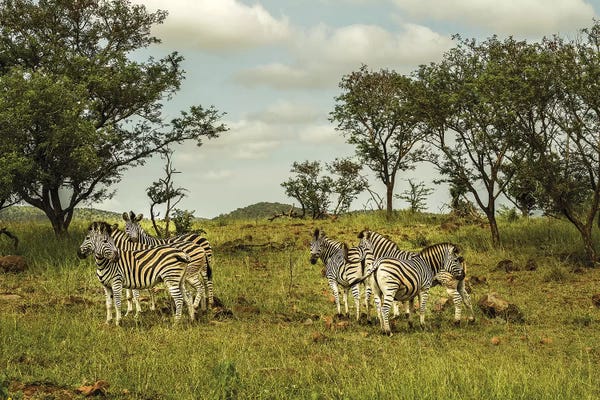 Zebras: Zebra Family by Anders Jorulf