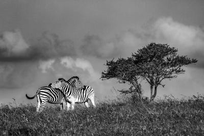 Zebras by Anders Jorulf art print