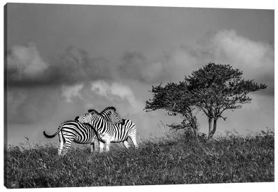 Zebras Canvas Art Print - Anders Jorulf