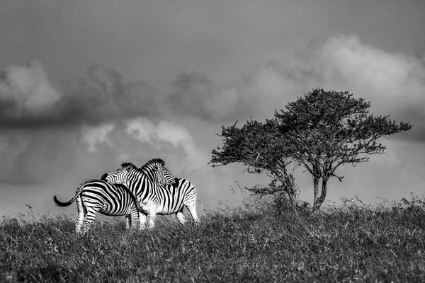 Anders Jorulf: Zebras by Anders Jorulf
