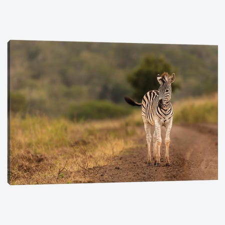 Alone In The Wild Canvas Print #JOR122} by Anders Jorulf Canvas Print