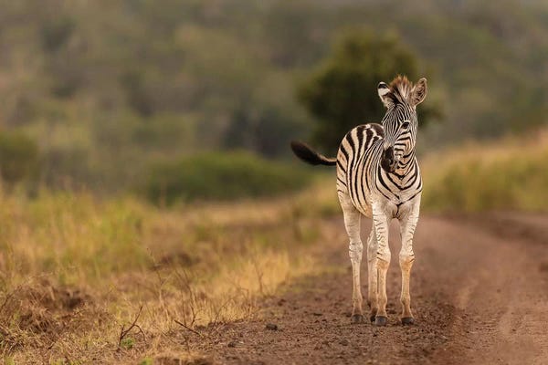 Zebras: Alone In The Wild by Anders Jorulf