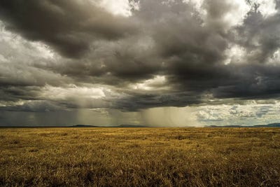 Rain In Serengeti by Anders Jorulf acrylic art print