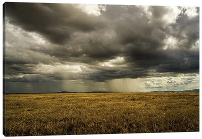 Rain In Serengeti Canvas Art Print - Anders Jorulf