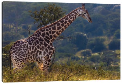 Over The Top Canvas Art Print - Giraffe Art