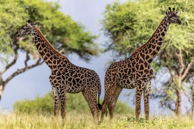 Twins by Anders Jorulf multi panel art