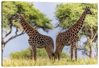 Twins Canvas Art Print - Giraffe Art