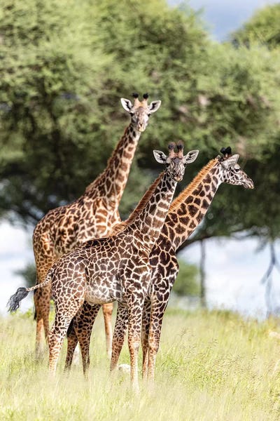 Giraffes: Where Are You? by Anders Jorulf