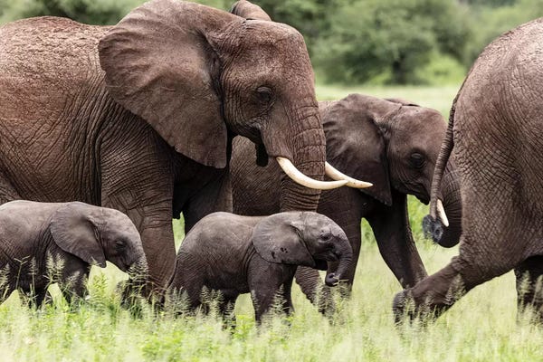 Elephants: Babies by Anders Jorulf