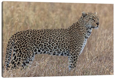 Hunting Canvas Art Print - Cheetah Art