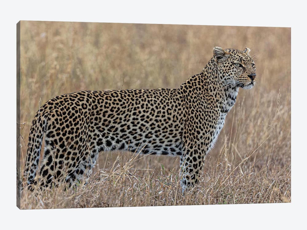 Hunting by Anders Jorulf 1-piece Canvas Print