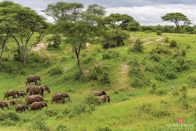 Elephant Heard by Anders Jorulf wall art