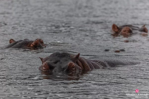 Hippopotamuses: Looks Who's Here! by Anders Jorulf