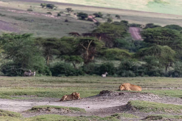 Lion Sleep