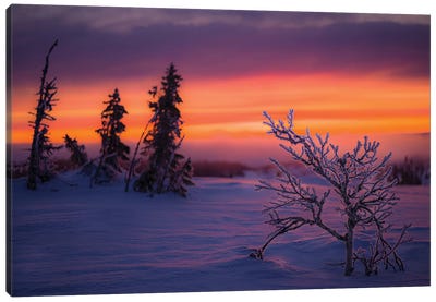 Wintermorning Canvas Art Print - Anders Jorulf