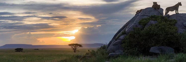 Lions In Serengeti