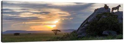 Lions In Serengeti Canvas Art Print - Africa Art